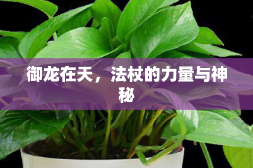 御龙在天，法杖的力量与神秘