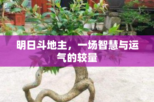 明日斗地主，一场智慧与运气的较量