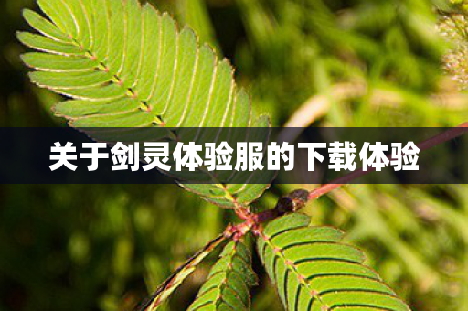 关于剑灵体验服的下载体验