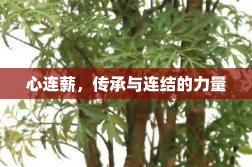 心连薪，传承与连结的力量