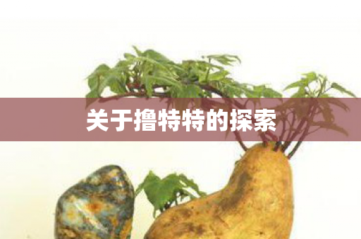 关于撸特特的探索