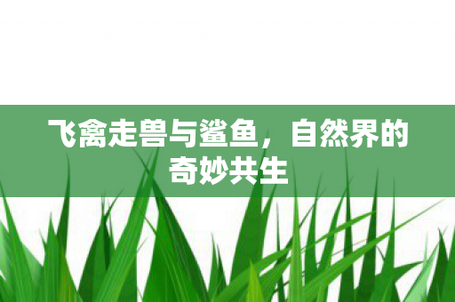 飞禽走兽与鲨鱼，自然界的奇妙共生