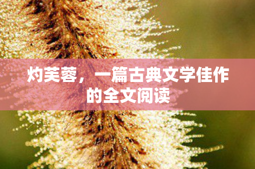 灼芙蓉，一篇古典文学佳作的全文阅读
