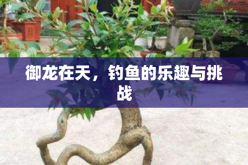 御龙在天，钓鱼的乐趣与挑战