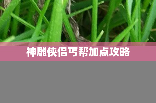 神雕侠侣丐帮加点攻略