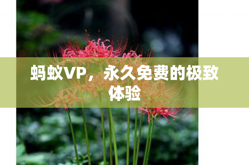 蚂蚁VP，永久免费的极致体验