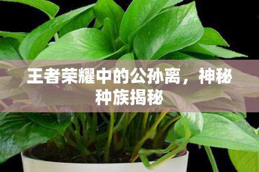 王者荣耀中的公孙离，神秘种族揭秘