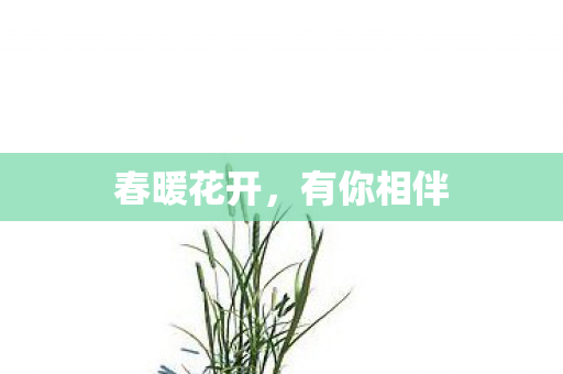 春暖花开，有你相伴