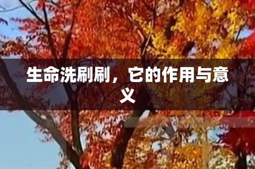 生命洗刷刷，它的作用与意义