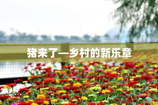 猪来了—乡村的新乐章