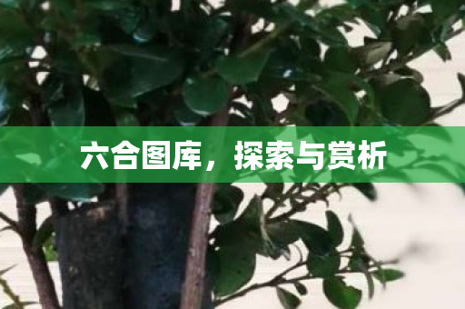 六合图库，探索与赏析