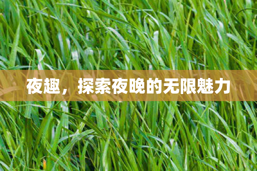 夜趣，探索夜晚的无限魅力