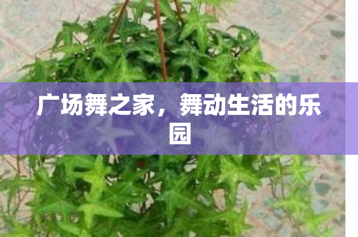 广场舞之家，舞动生活的乐园