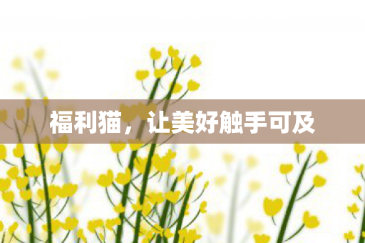 福利猫，让美好触手可及