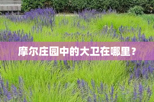 摩尔庄园中的大卫在哪里？