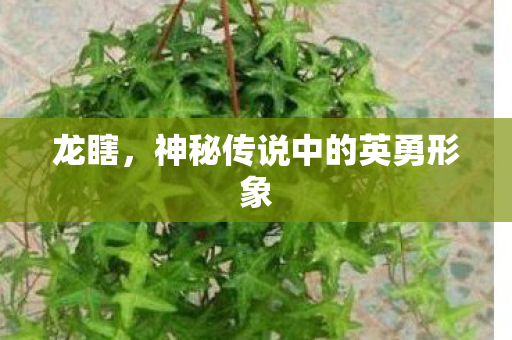 龙瞎，神秘传说中的英勇形象