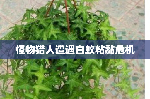 怪物猎人遭遇白蚁粘黏危机