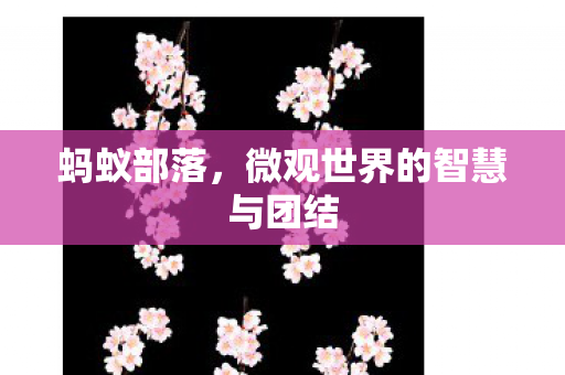 蚂蚁部落，微观世界的智慧与团结
