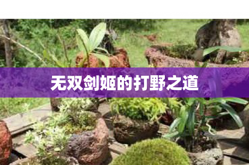 无双剑姬的打野之道