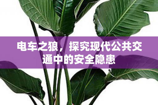 电车之狼，探究现代公共交通中的安全隐患