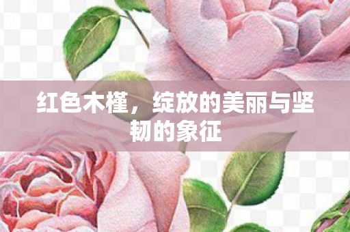 红色木槿，绽放的美丽与坚韧的象征