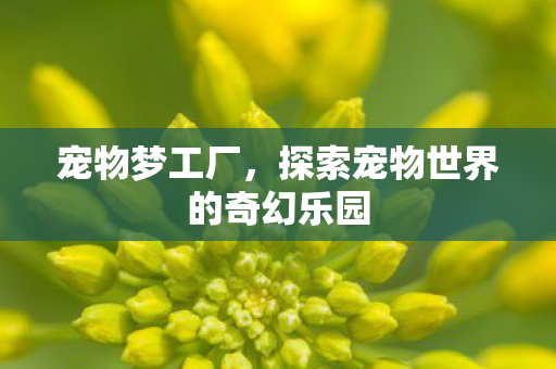 宠物梦工厂，探索宠物世界的奇幻乐园