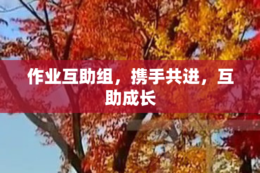 作业互助组，携手共进，互助成长