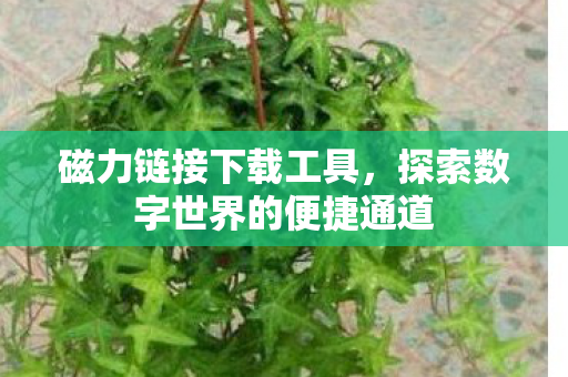 磁力链接下载工具，探索数字世界的便捷通道