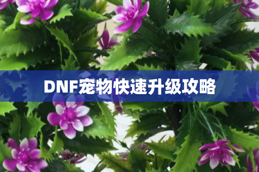 DNF宠物快速升级攻略