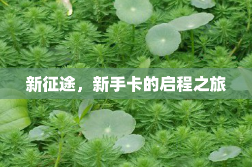 新征途，新手卡的启程之旅