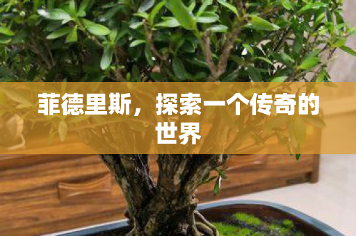 菲德里斯，探索一个传奇的世界