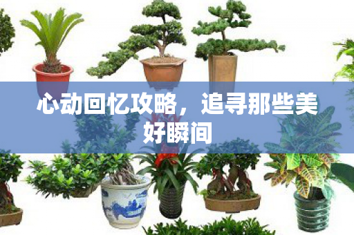 心动回忆攻略，追寻那些美好瞬间