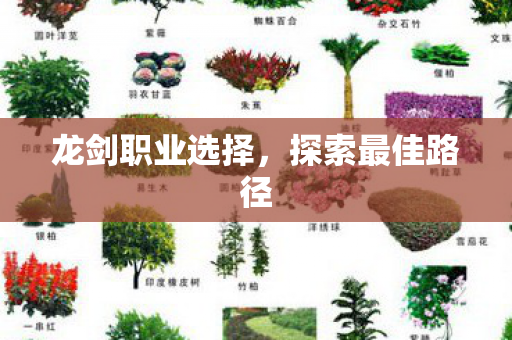 龙剑职业选择，探索最佳路径