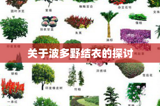 关于波多野结衣的探讨