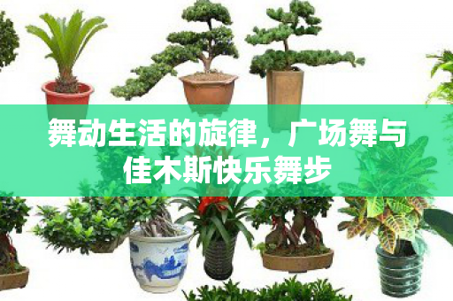 舞动生活的旋律，广场舞与佳木斯快乐舞步