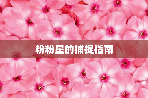 粉粉星的捕捉指南