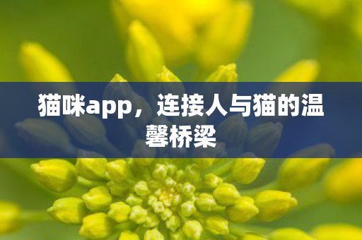 猫咪app，连接人与猫的温馨桥梁