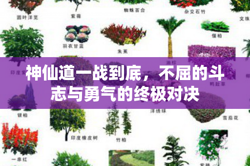 神仙道一战到底，不屈的斗志与勇气的终极对决