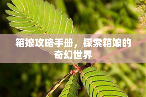 箱娘攻略手册，探索箱娘的奇幻世界