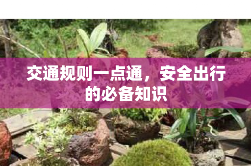 交通规则一点通，安全出行的必备知识