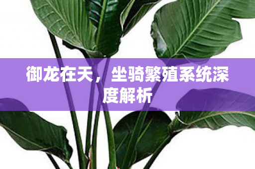 御龙在天，坐骑繁殖系统深度解析