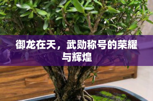 御龙在天，武勋称号的荣耀与辉煌