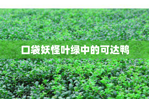 口袋妖怪叶绿中的可达鸭