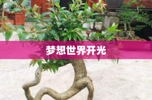 梦想世界开光