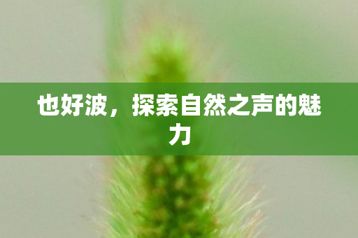 也好波，探索自然之声的魅力