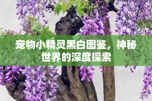 宠物小精灵黑白图鉴，神秘世界的深度探索