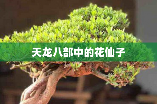 天龙八部中的花仙子