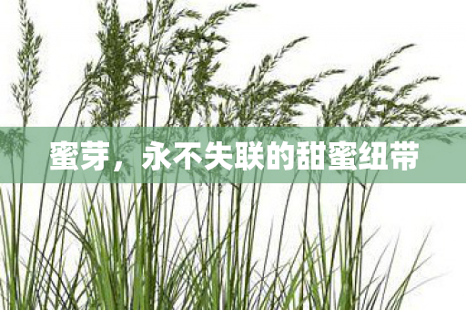 蜜芽，永不失联的甜蜜纽带