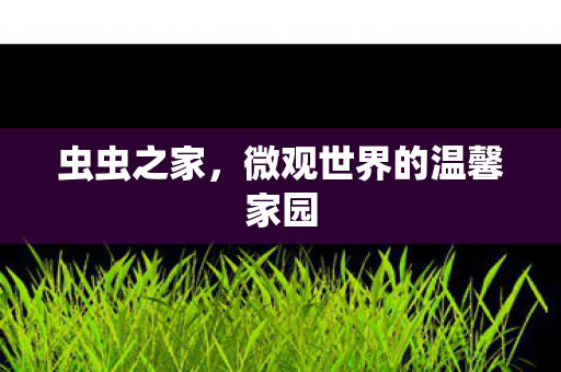 虫虫之家，微观世界的温馨家园