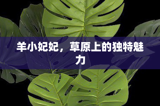 羊小妃妃，草原上的独特魅力